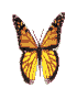 My adopted butterfly